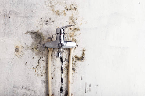 Best Commercial Mold Removal  in Jericho, NY