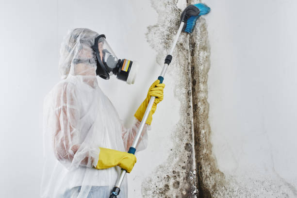 Mold Testing and Removal in Jericho, NY