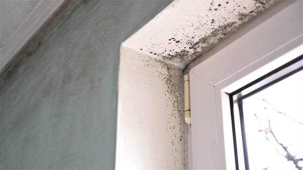 Best Residential Mold Removal  in Jericho, NY