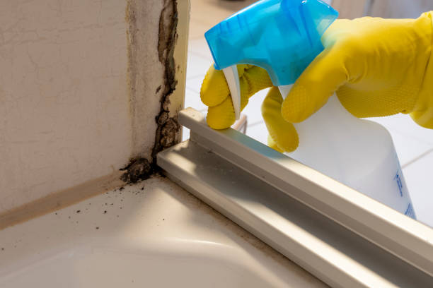 Best Professional Mold Removal  in Jericho, NY