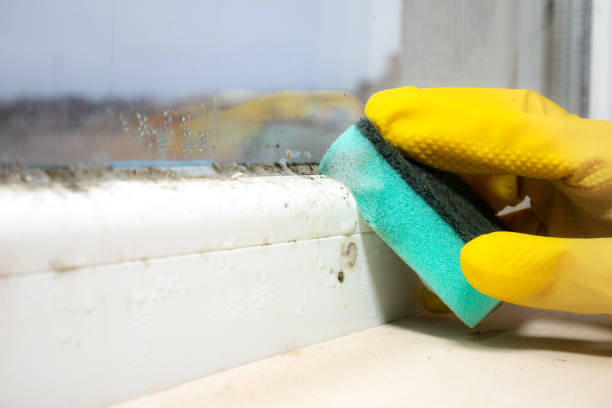 Best Fast Mold Removal  in Jericho, NY