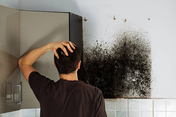Best Certified Mold Removal  in Jericho, NY