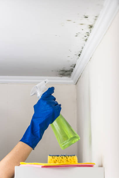 Mold Removal Process in Jericho, NY